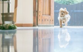 愛犬と一緒に過ごせる結婚式